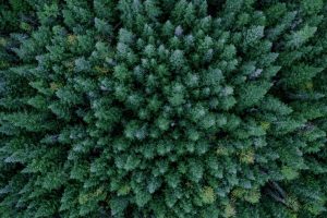 plant-a-tree Birds eye view of a coniferous tree forest.