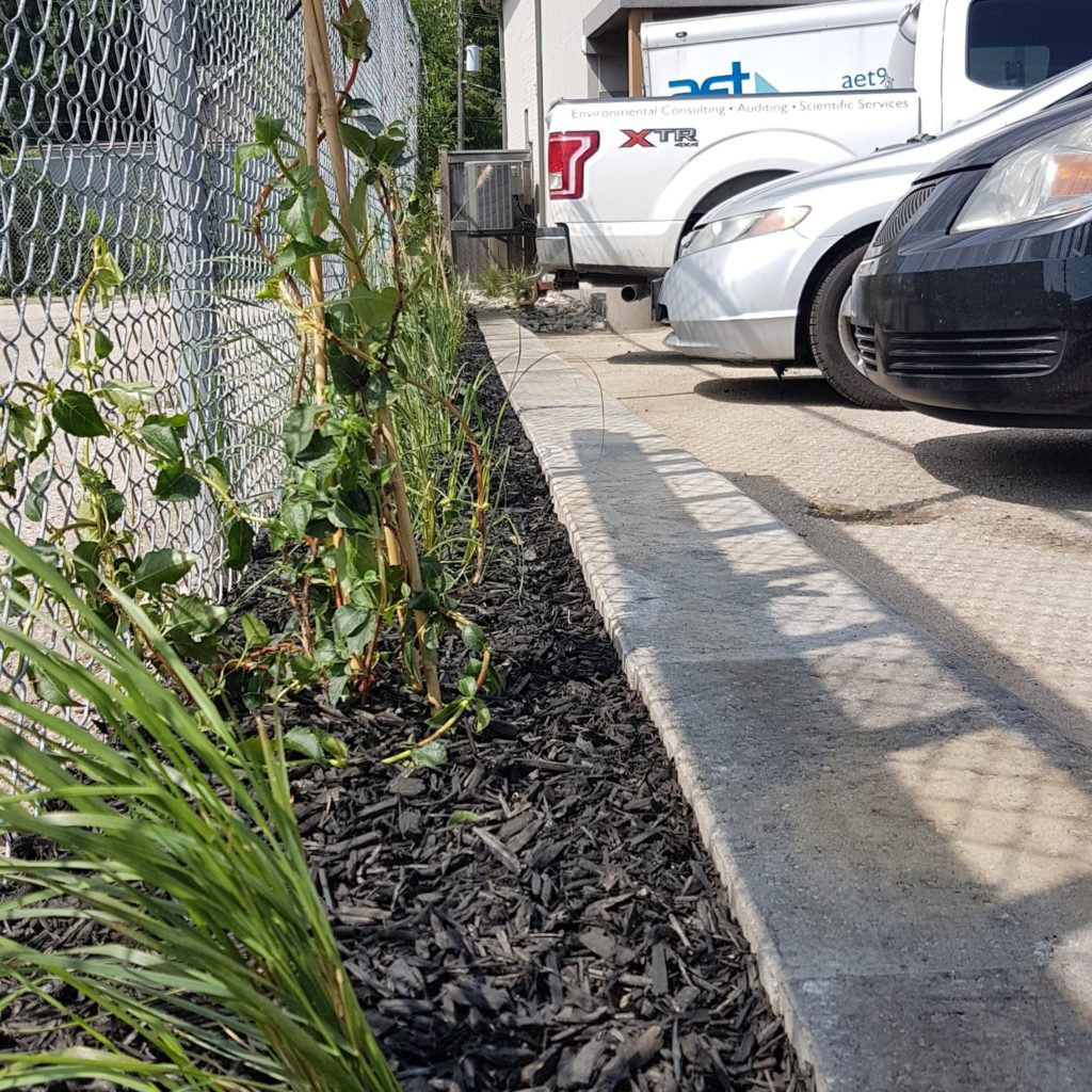 Native plant species lining a fence inside a concrete bioswale.