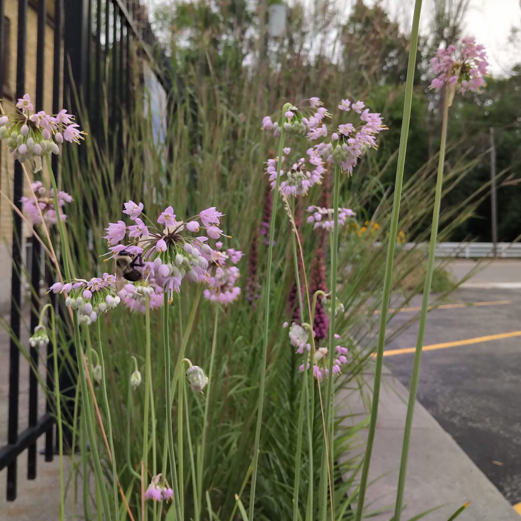 Large bumble bee pollinating plants in bioswale located at AET's head office in Kitchener.