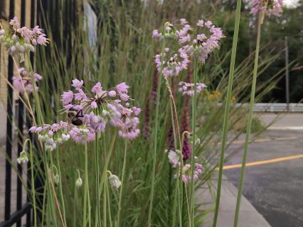 Large bumble bee pollinating plants in bioswale located at AET's head office in Kitchener.